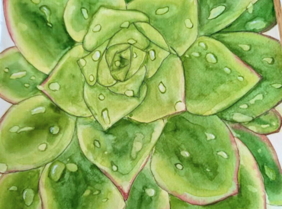 Succulent